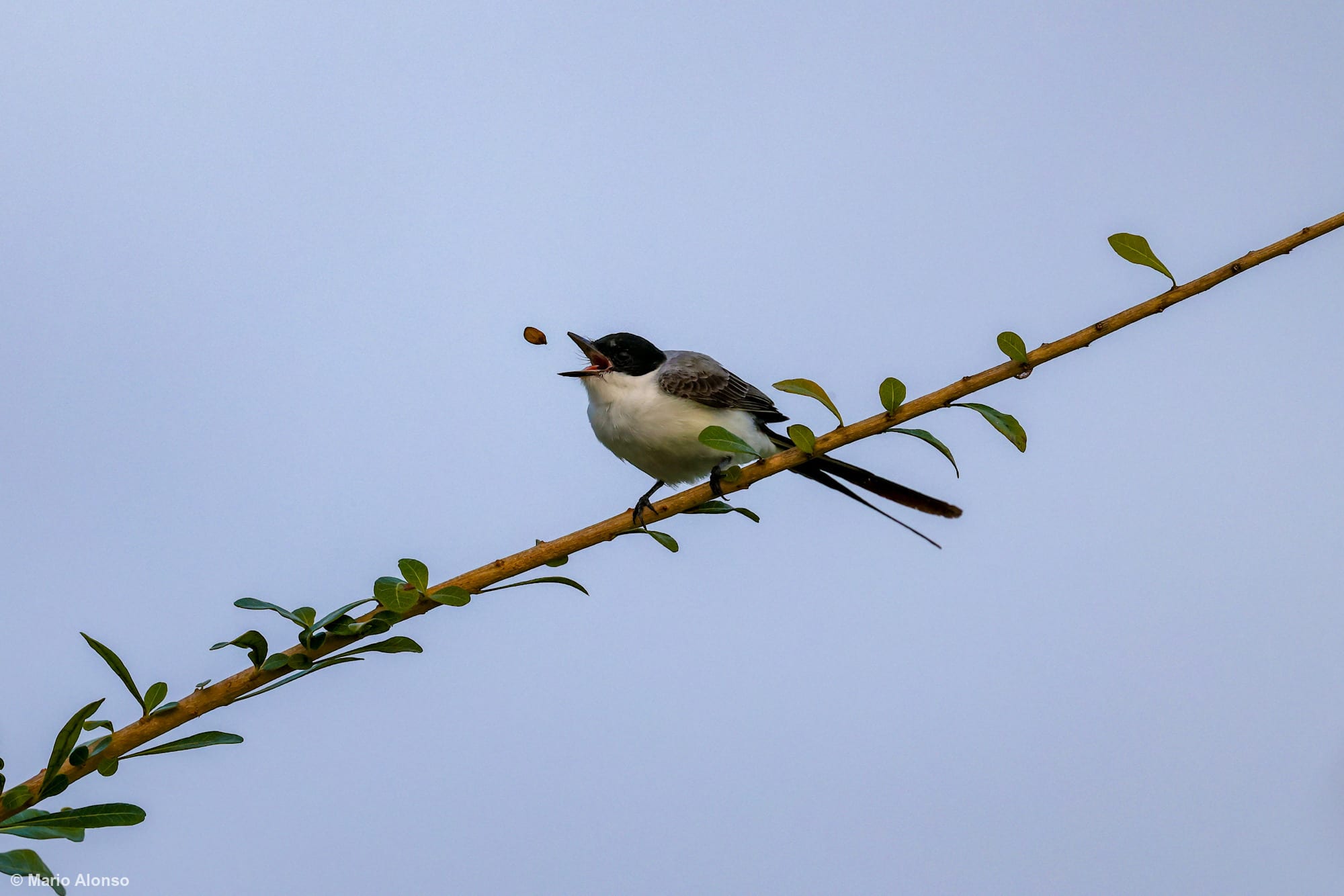 Fork-tailed Flycatcher with Fruit