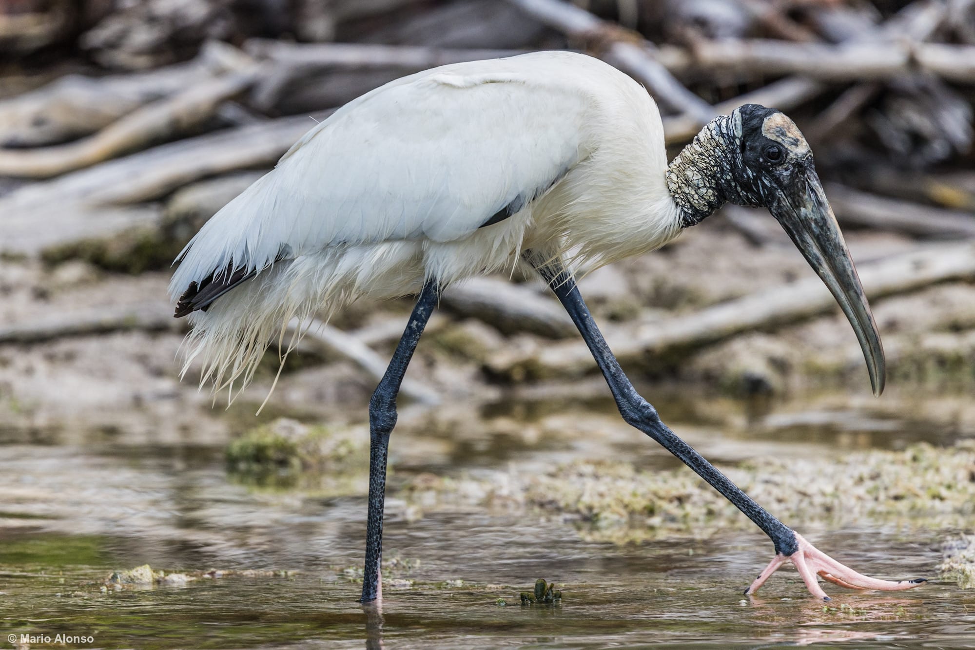 Wood Stork walking on the marsh