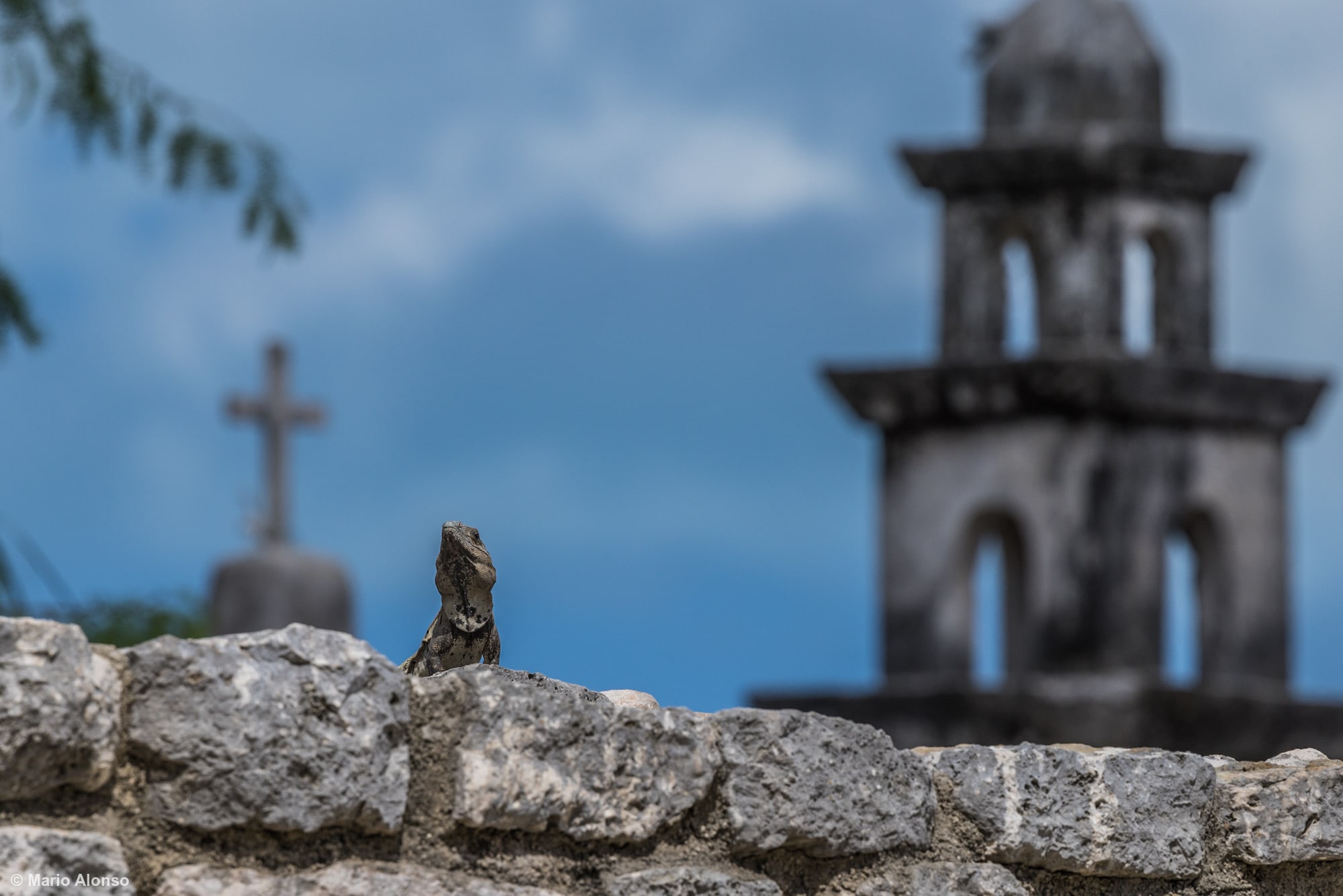 A spiny-tailed iguana