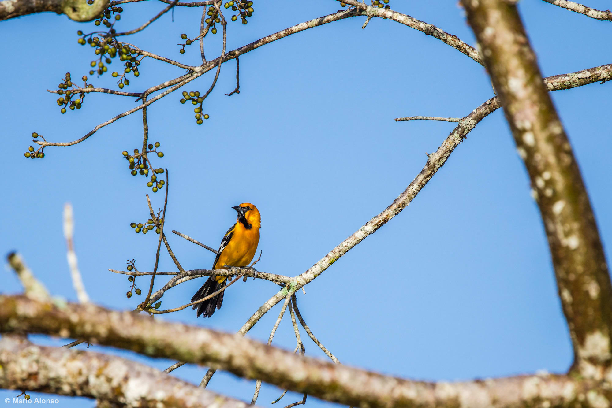 Altamira Oriole