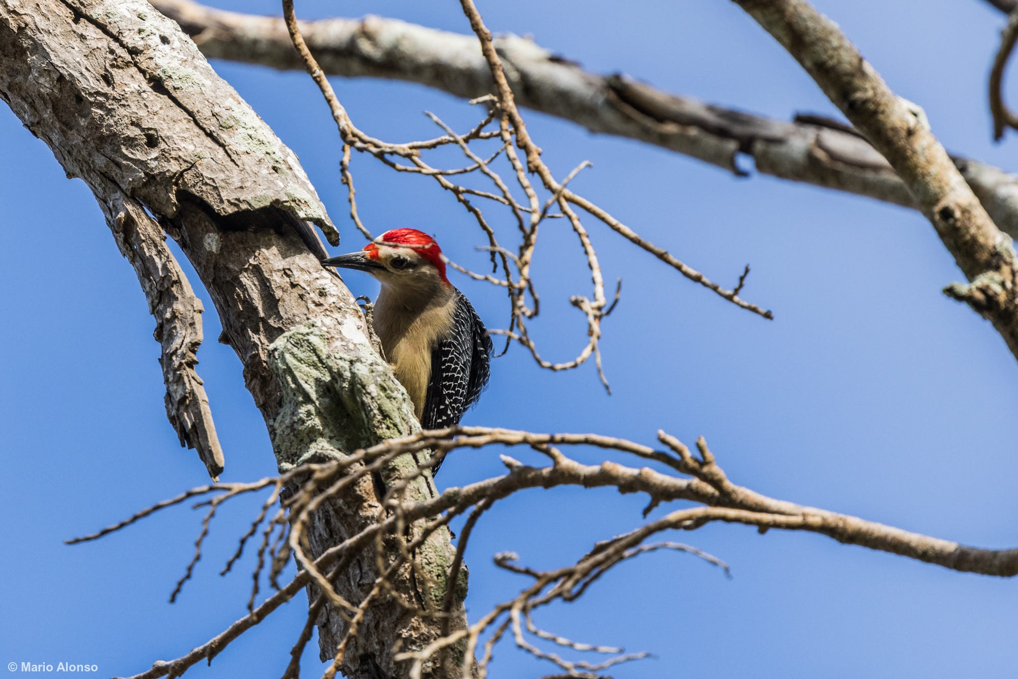 Yucatan Woodpecker