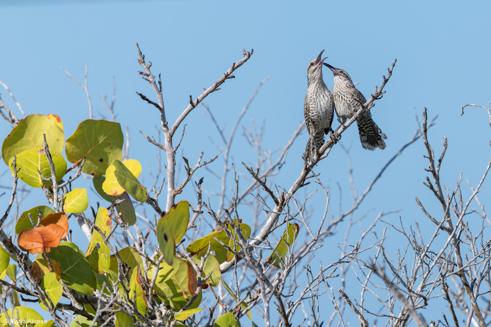 Yucatan Wrens Duet