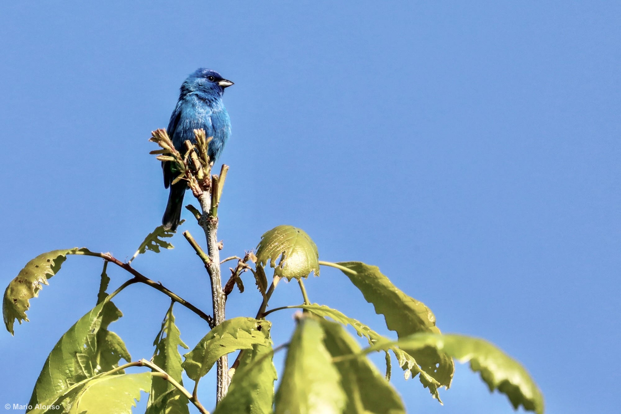 Indigo Bunting