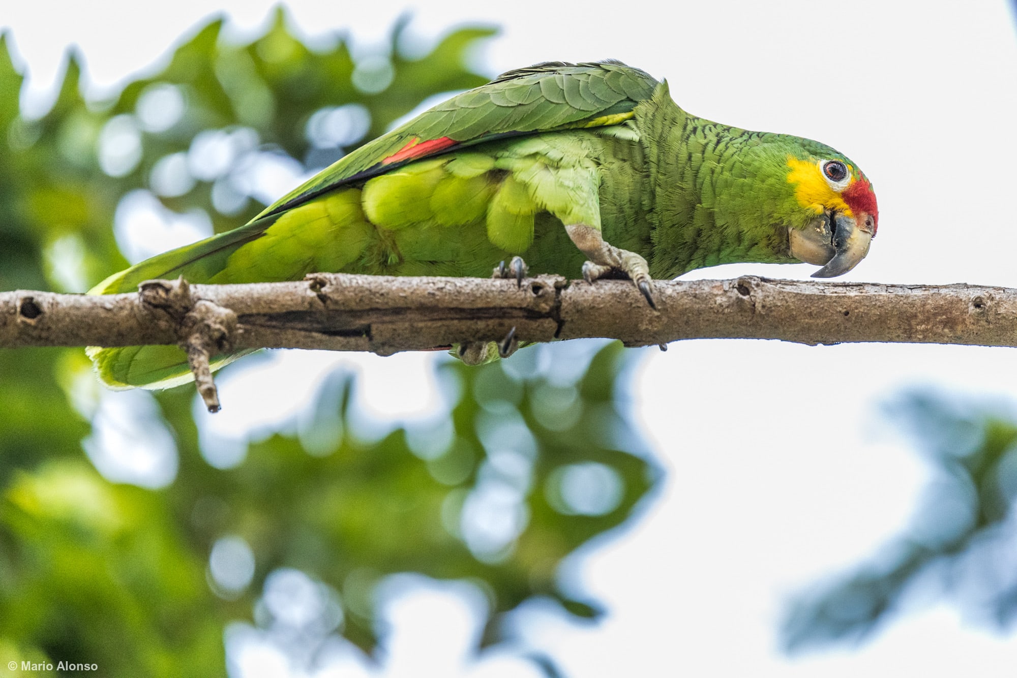 Red-lored Amazon gingerly walking on a branch overhead