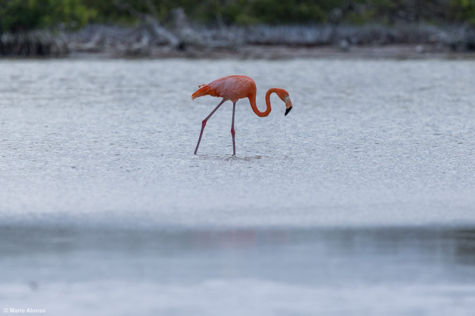 American Flamingo Wading