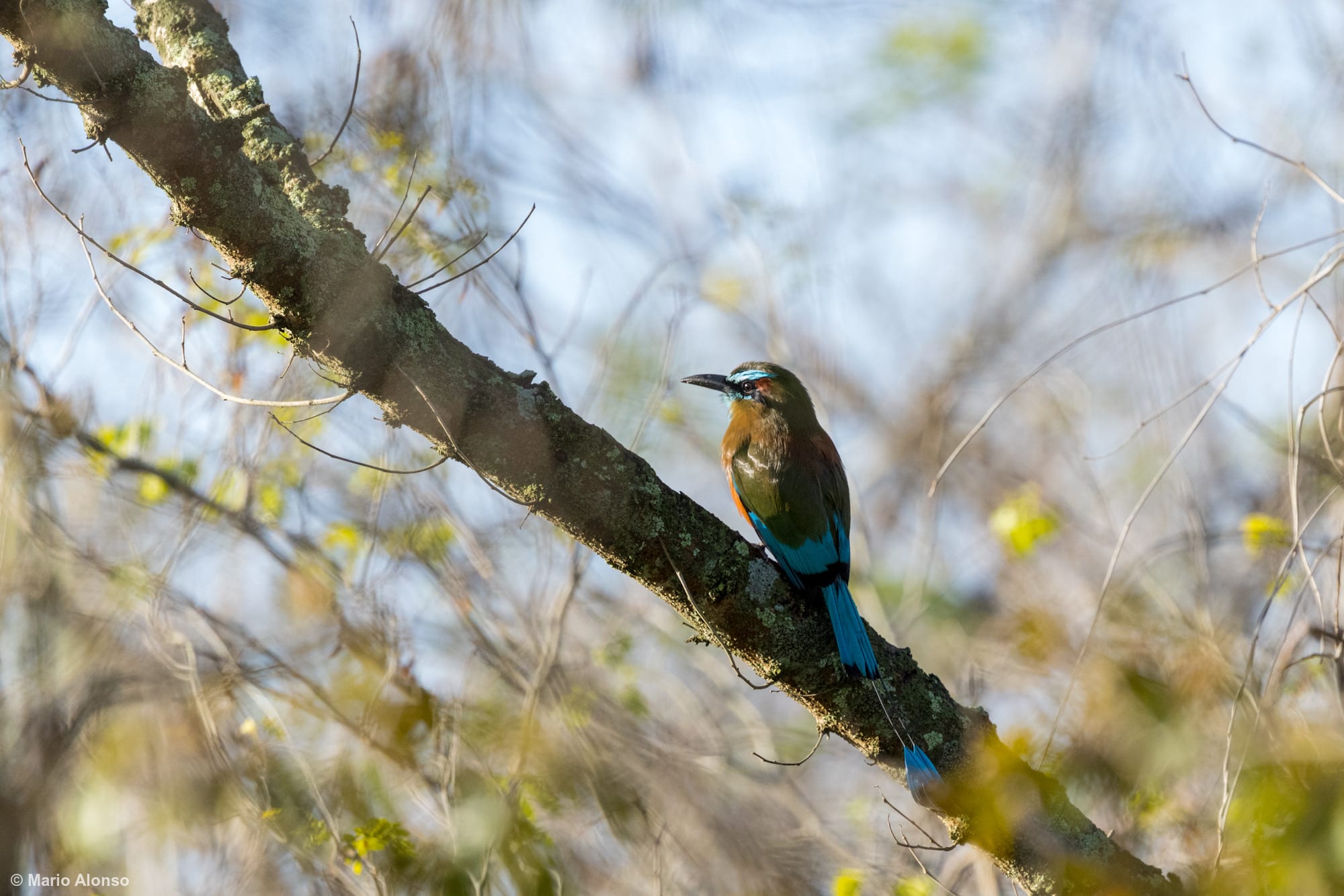 Turquoise-browed Motmot (male) ib a tree seen in profile