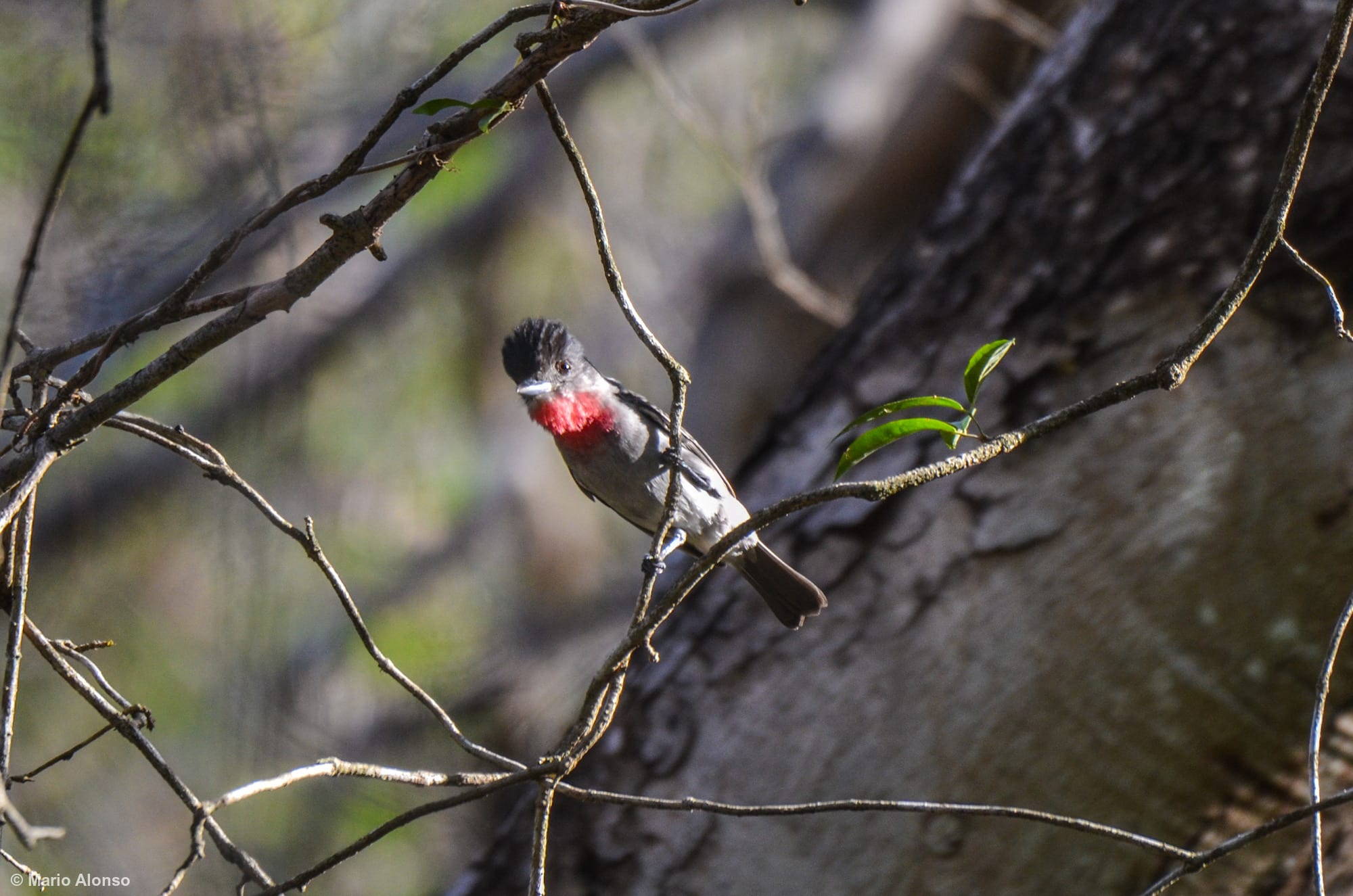 Rose-throated Becard
