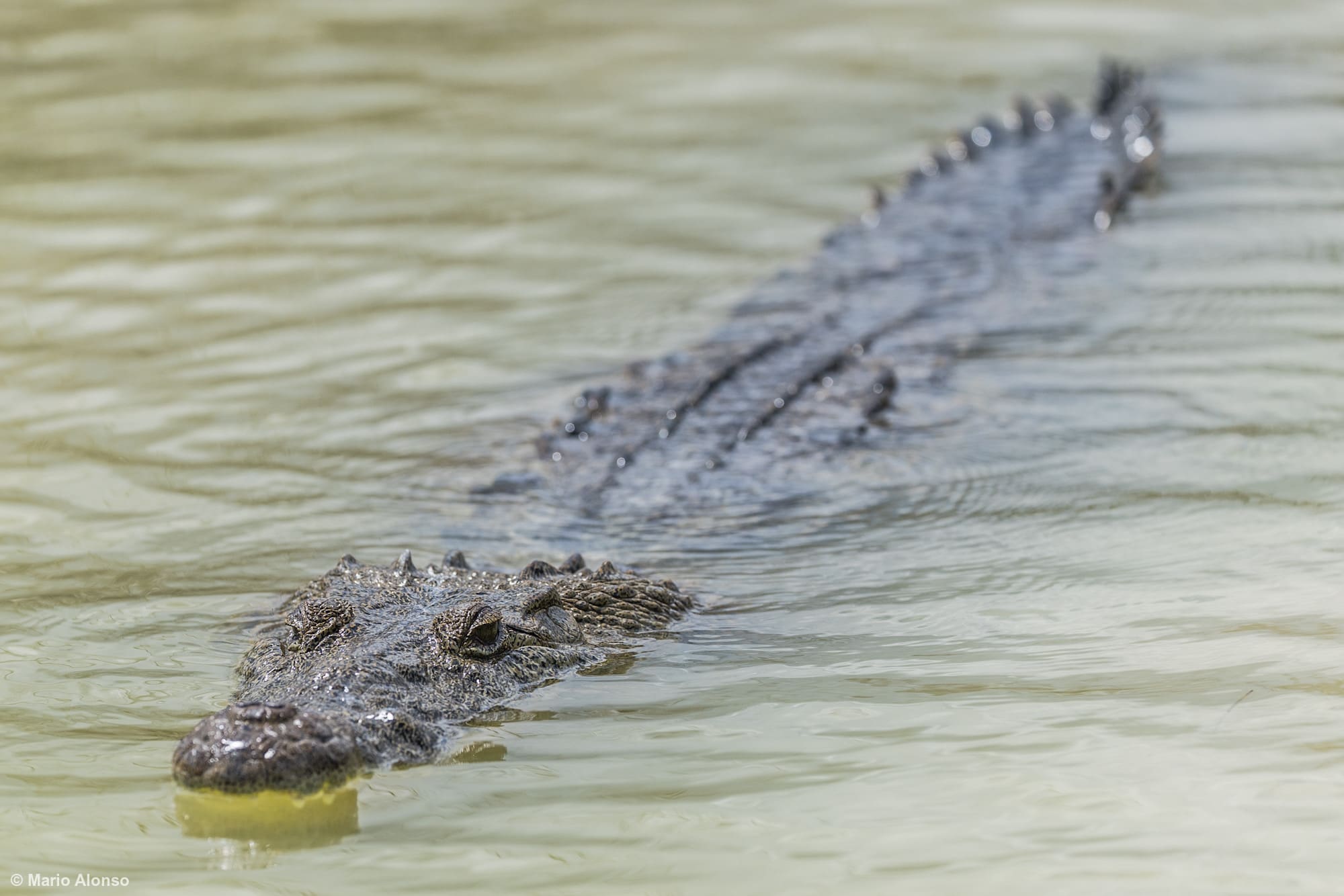 American Crocodile in Mangrove