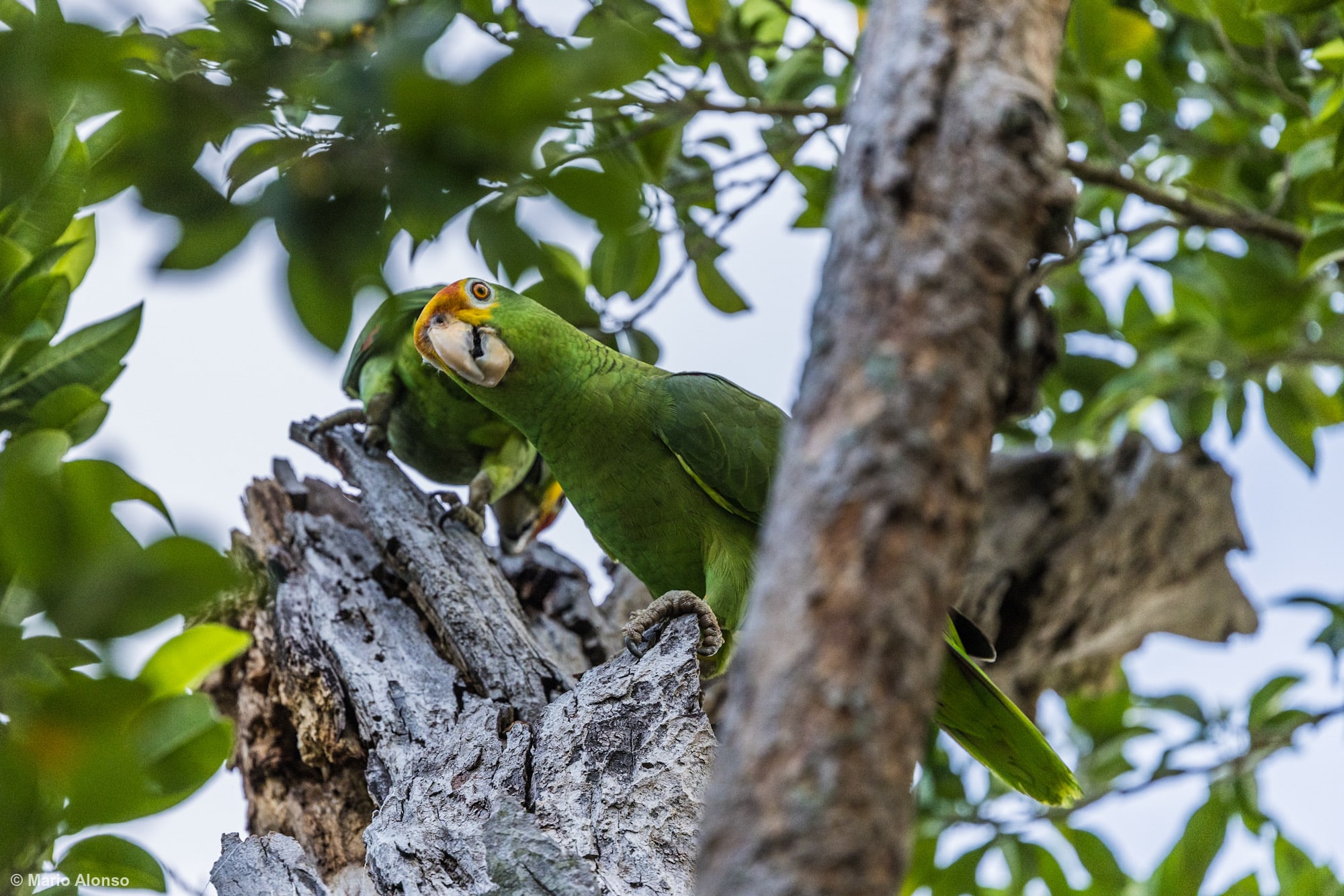 A pair of Red-lored Amazons