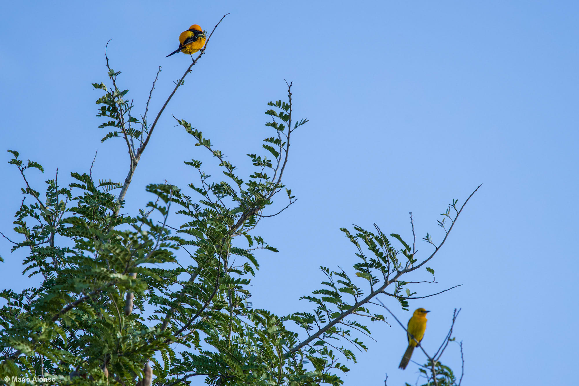 Hooded Orioles Pair