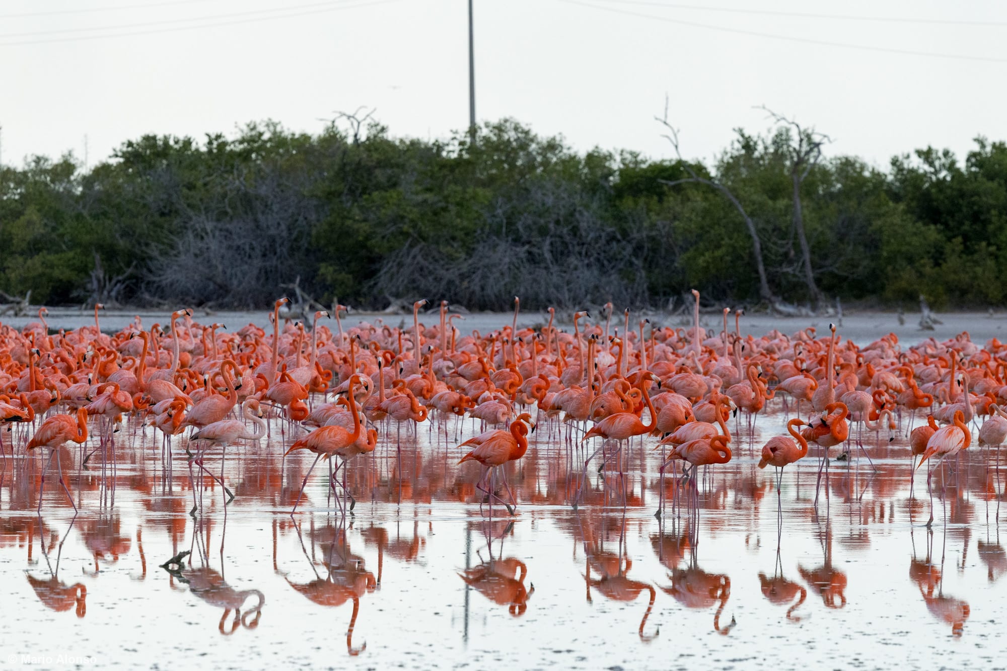 A dense flock of American