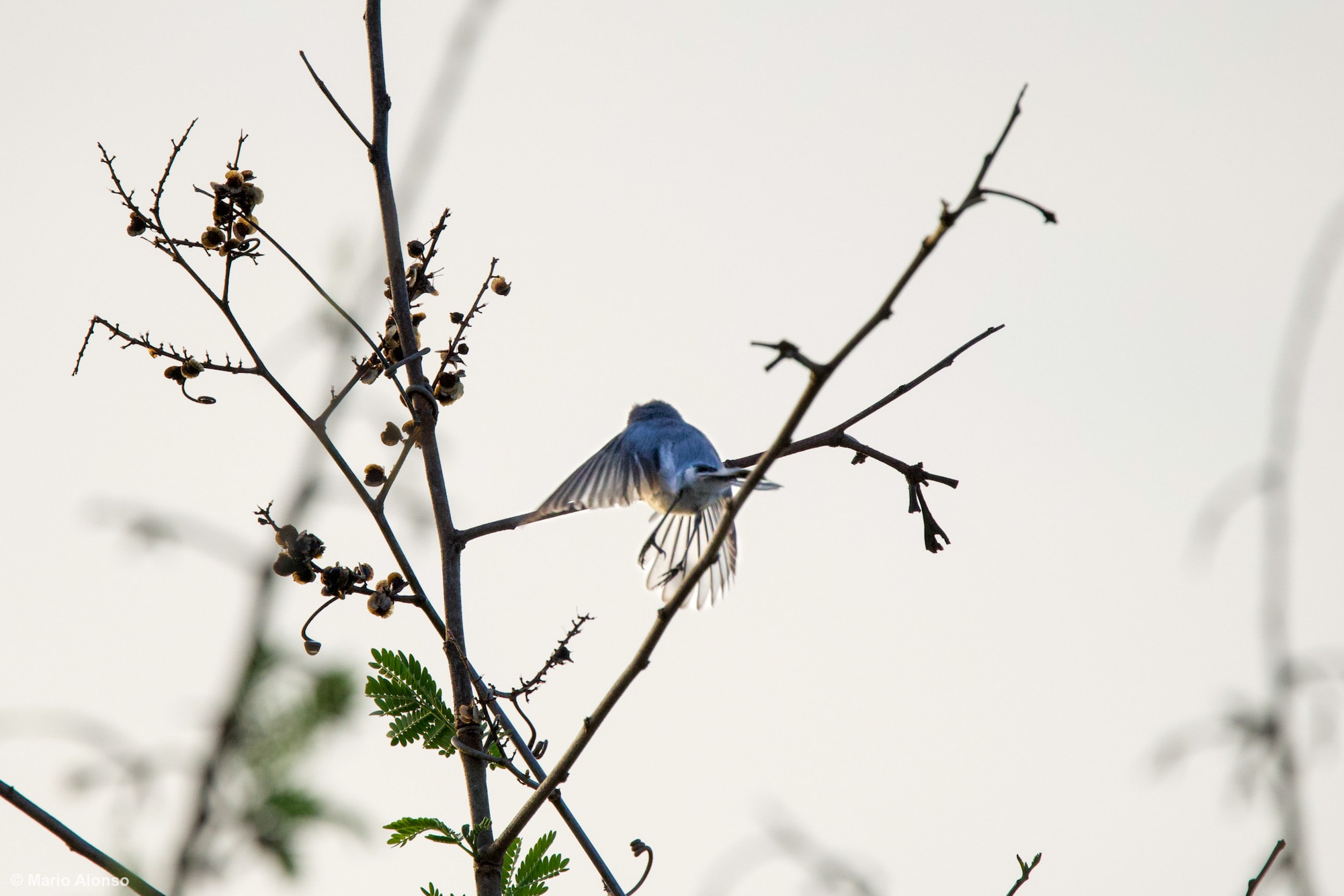 Blue-gray Gnatcatcher flying away
