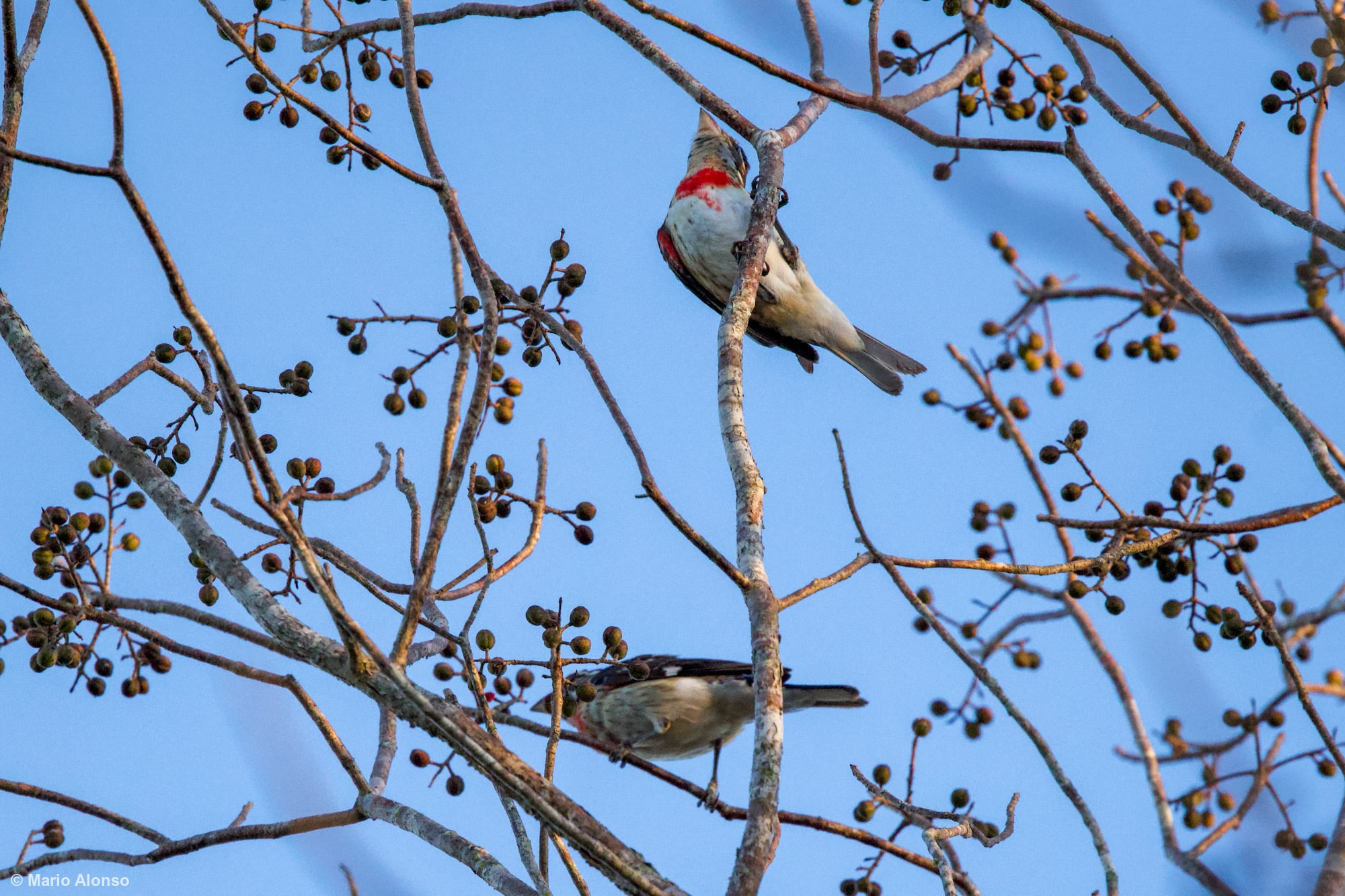 Rose-breasted Grosbeaks