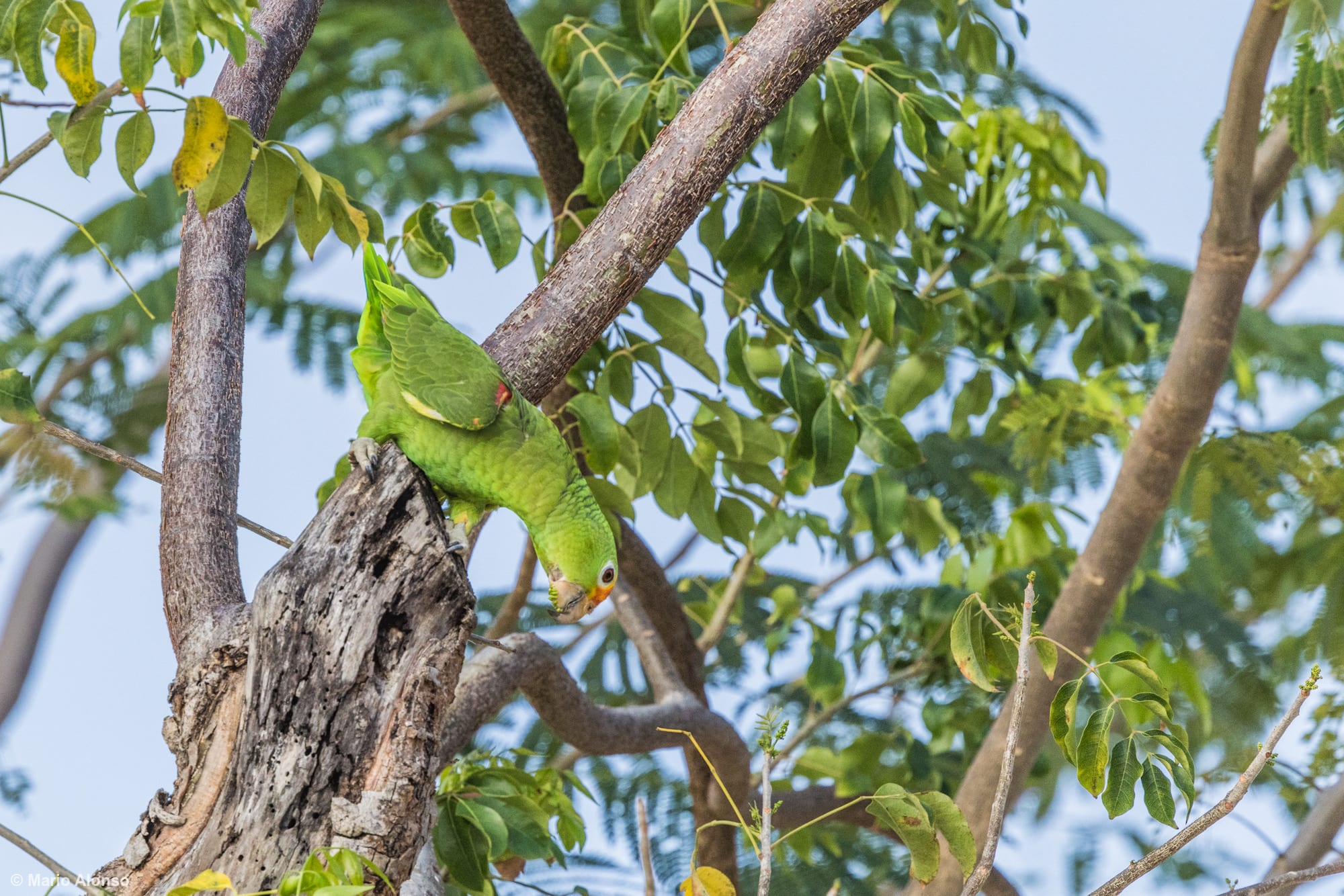 White-fronted Amazon at Nest Cavity