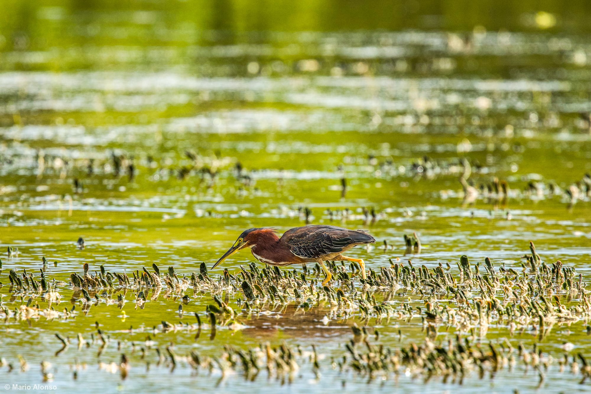Green Heron looking for fish in the mangrove at Rio Lagartos