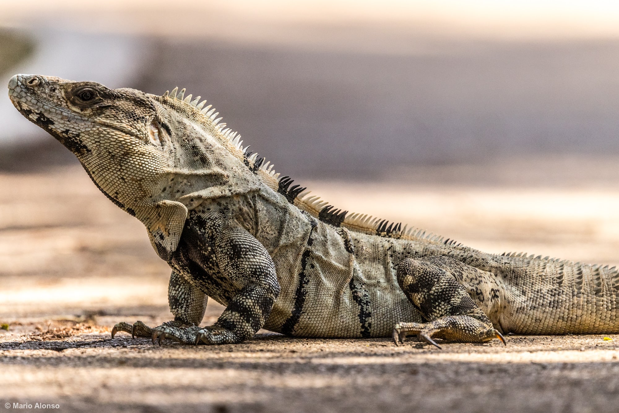 A majestic Black-spiny-tailed Iguana