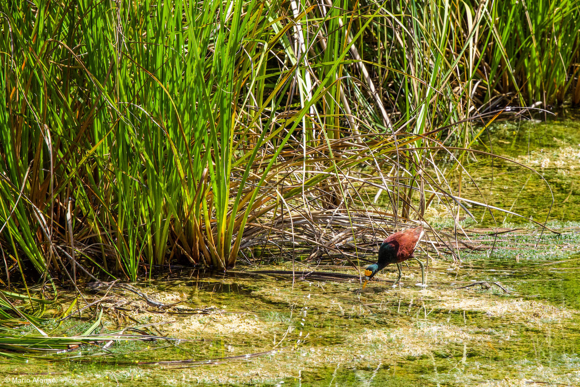 Northern Jacana