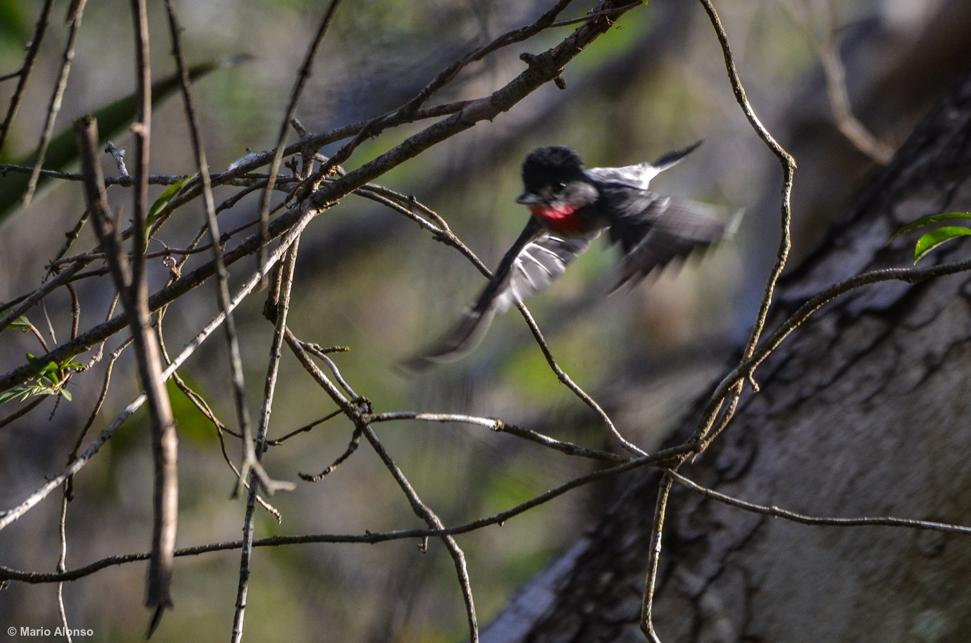 Rose-throated Becard