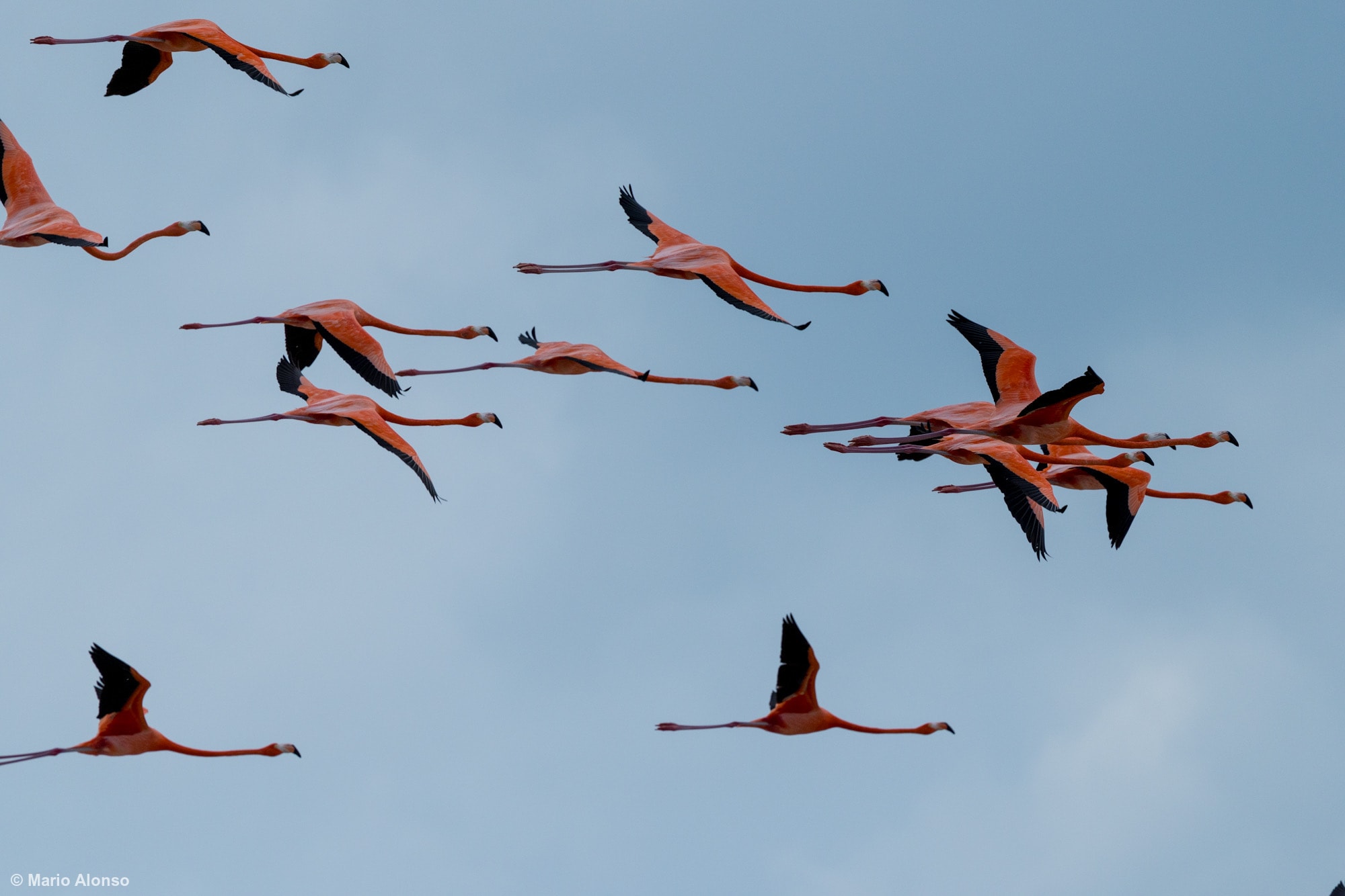 Flock of flamingos flying