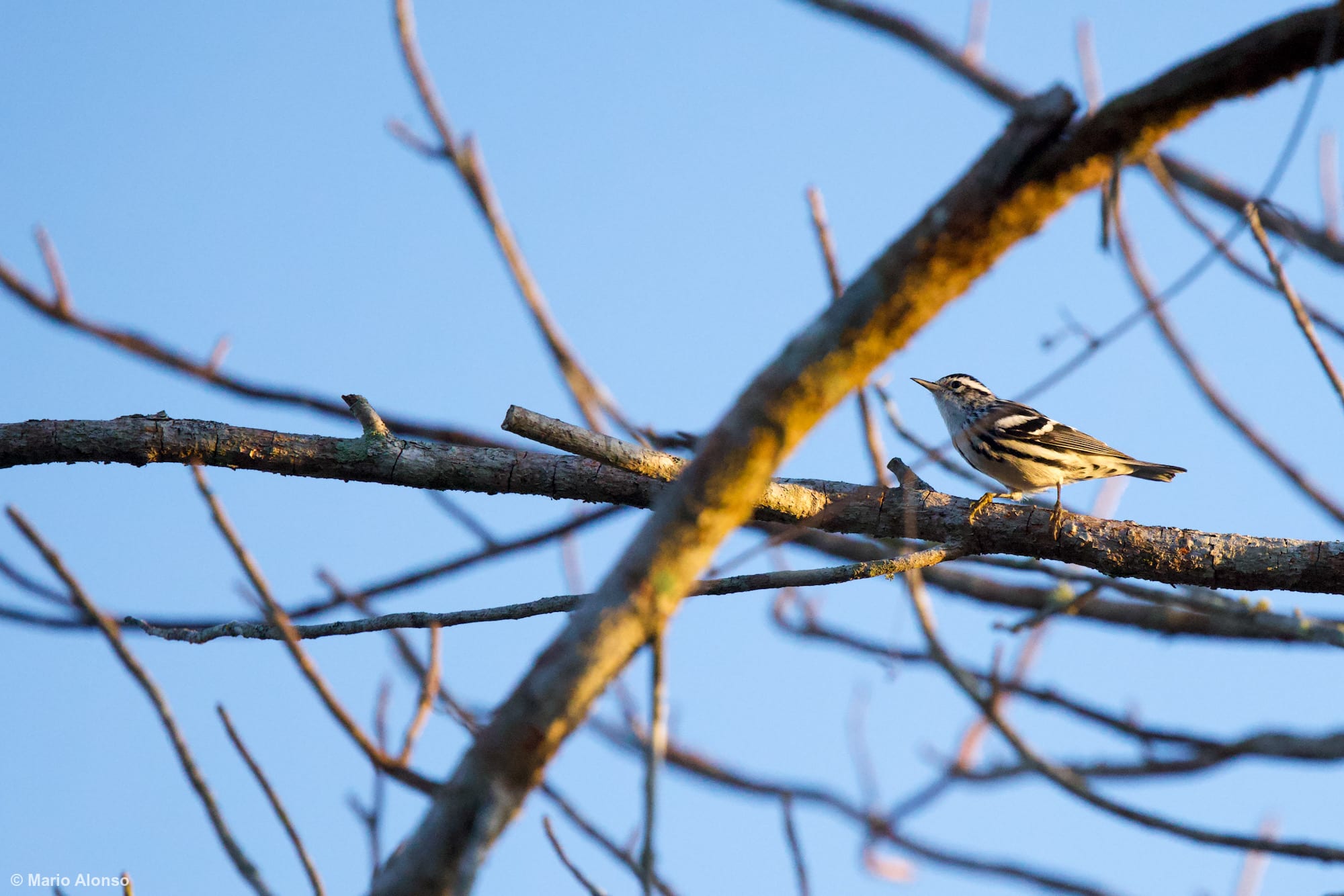 Black-and-white Warbler