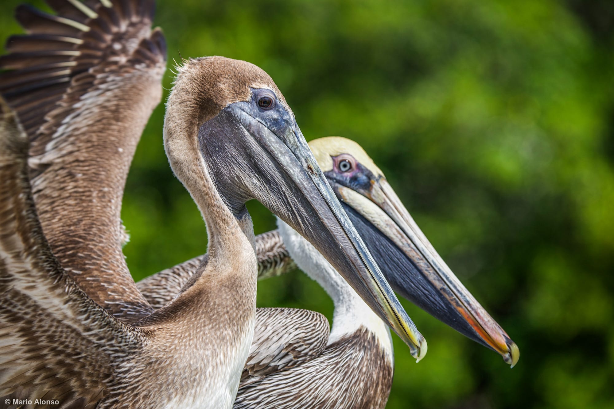 Brown Pelicans