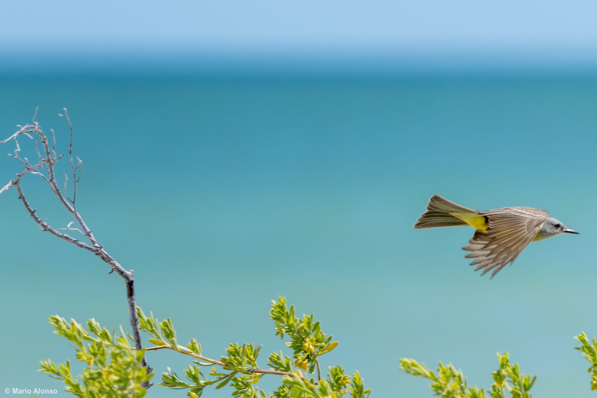 Tropical Kingbird