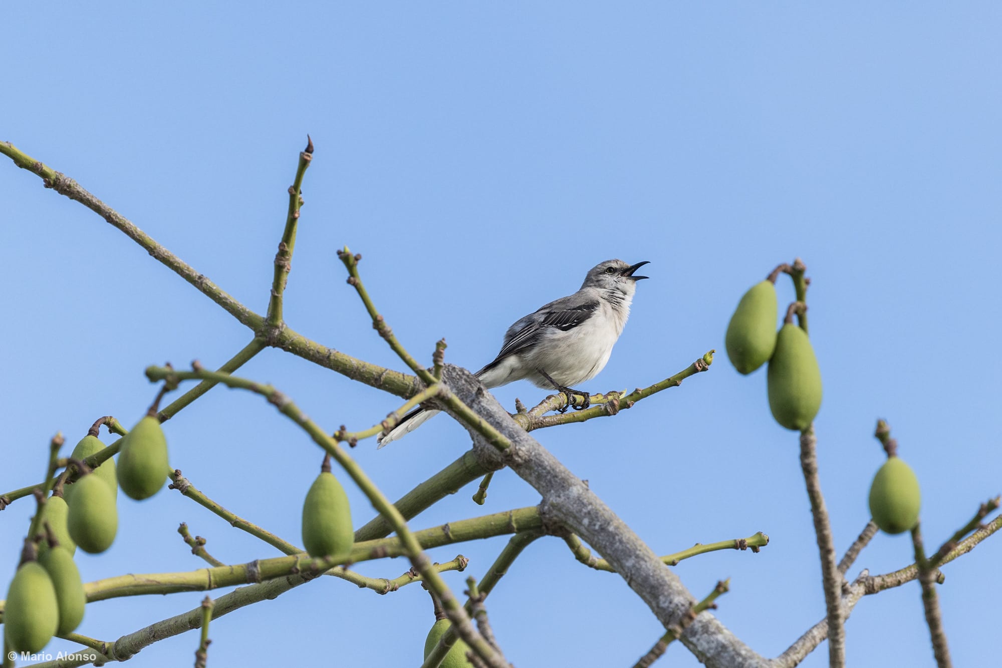 Northern Mockingbird on Ceiba