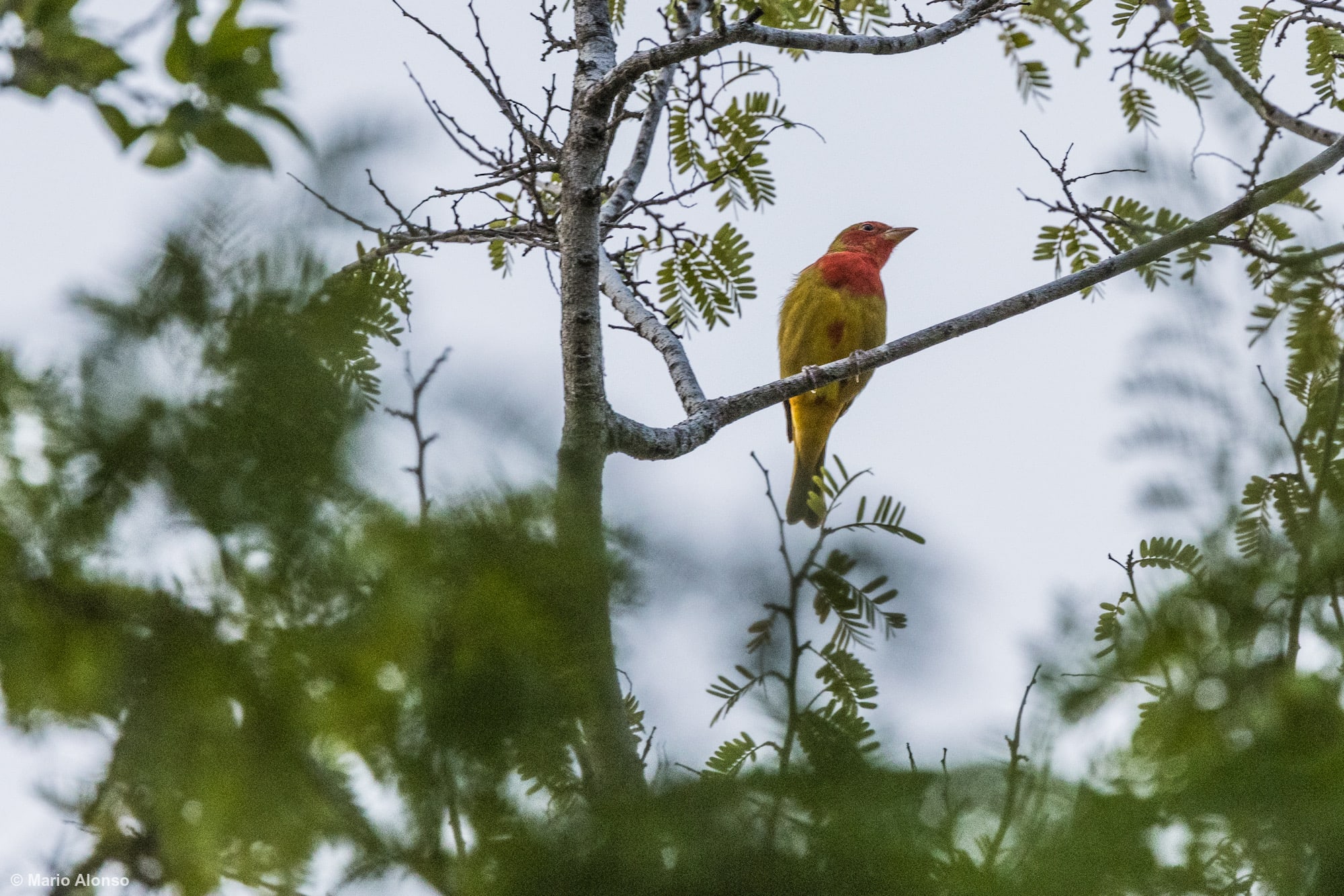 Summer Tanager