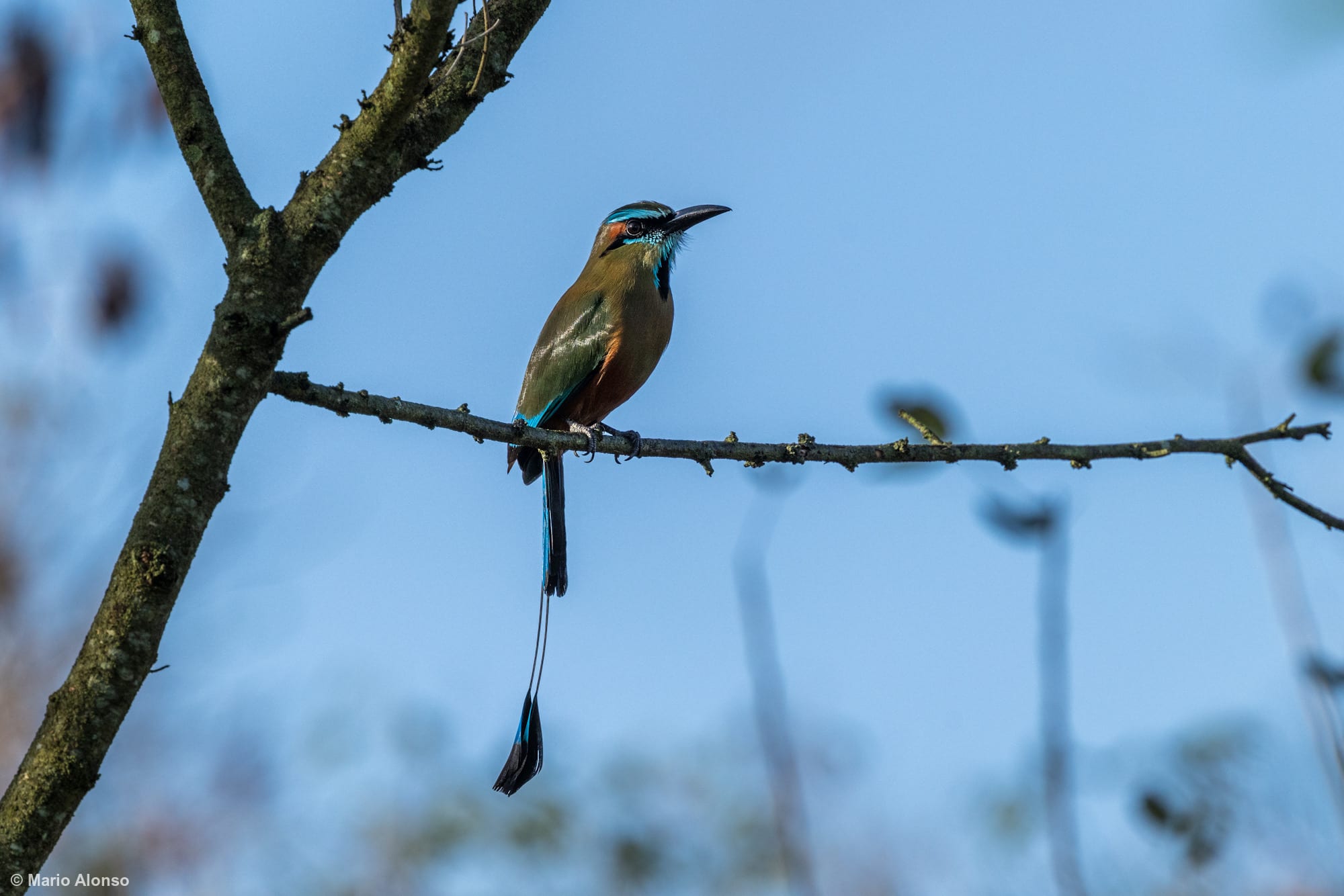 Turquoise-browed Motmot on Branch