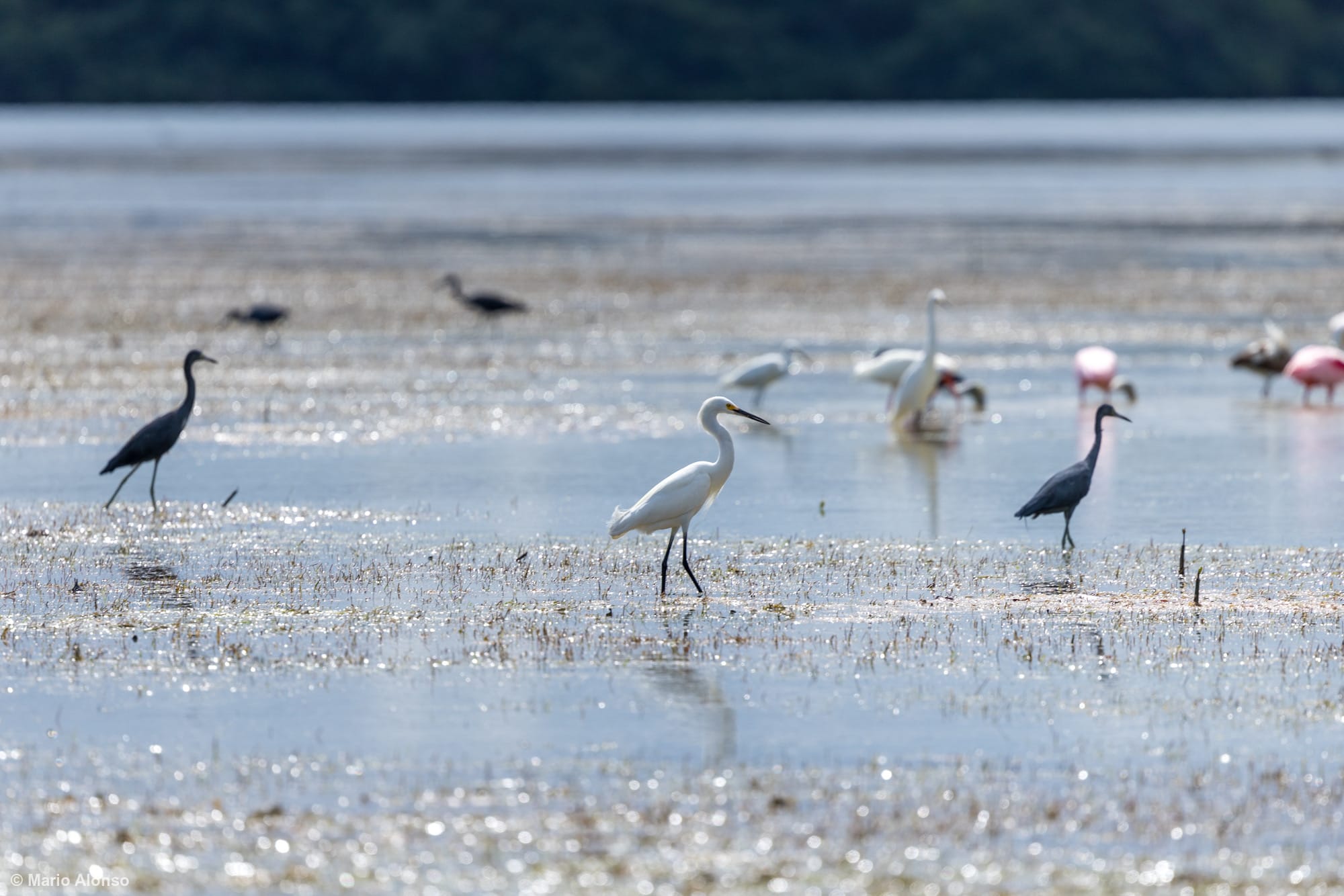 Snowy Egret