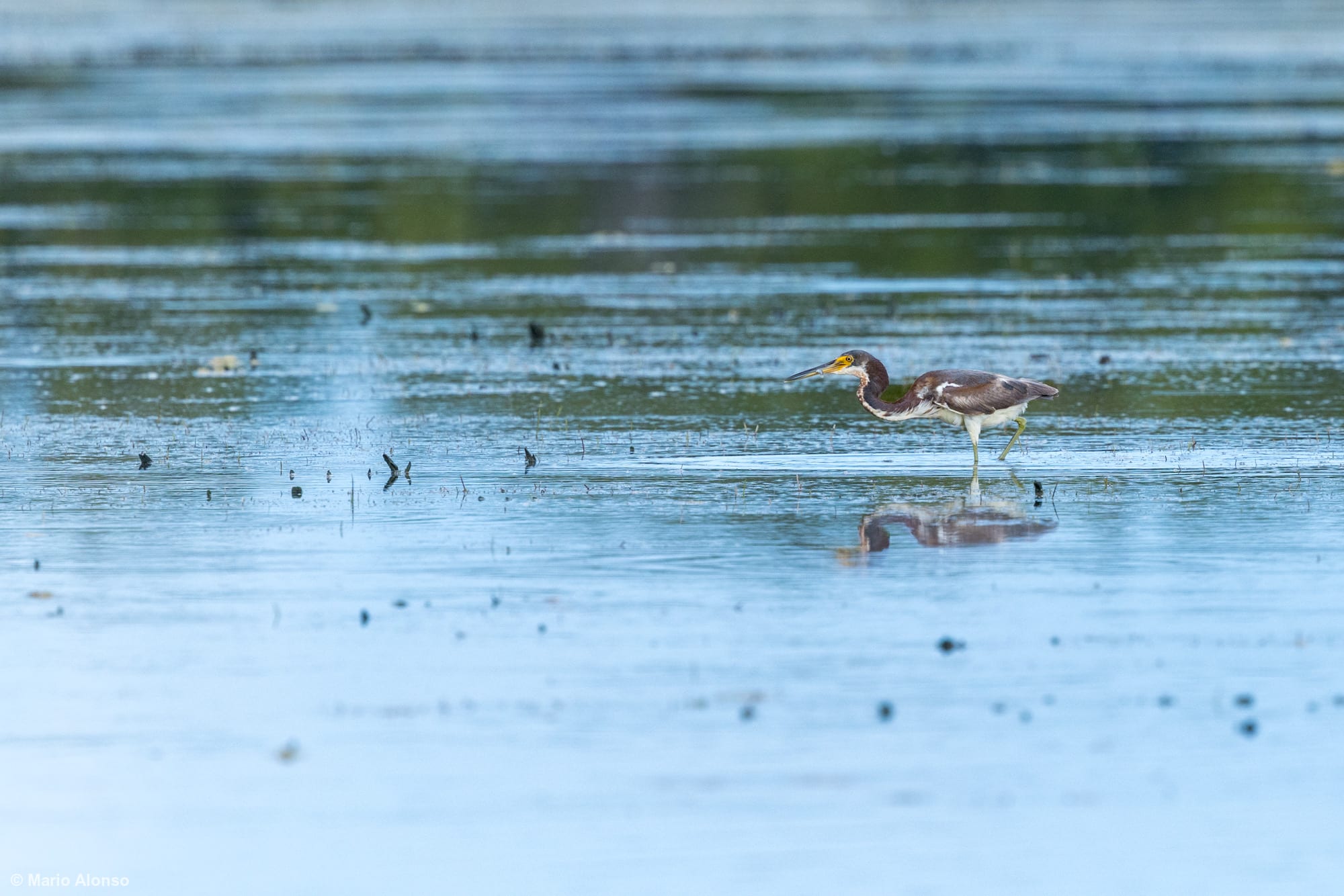 Tricolored Heron