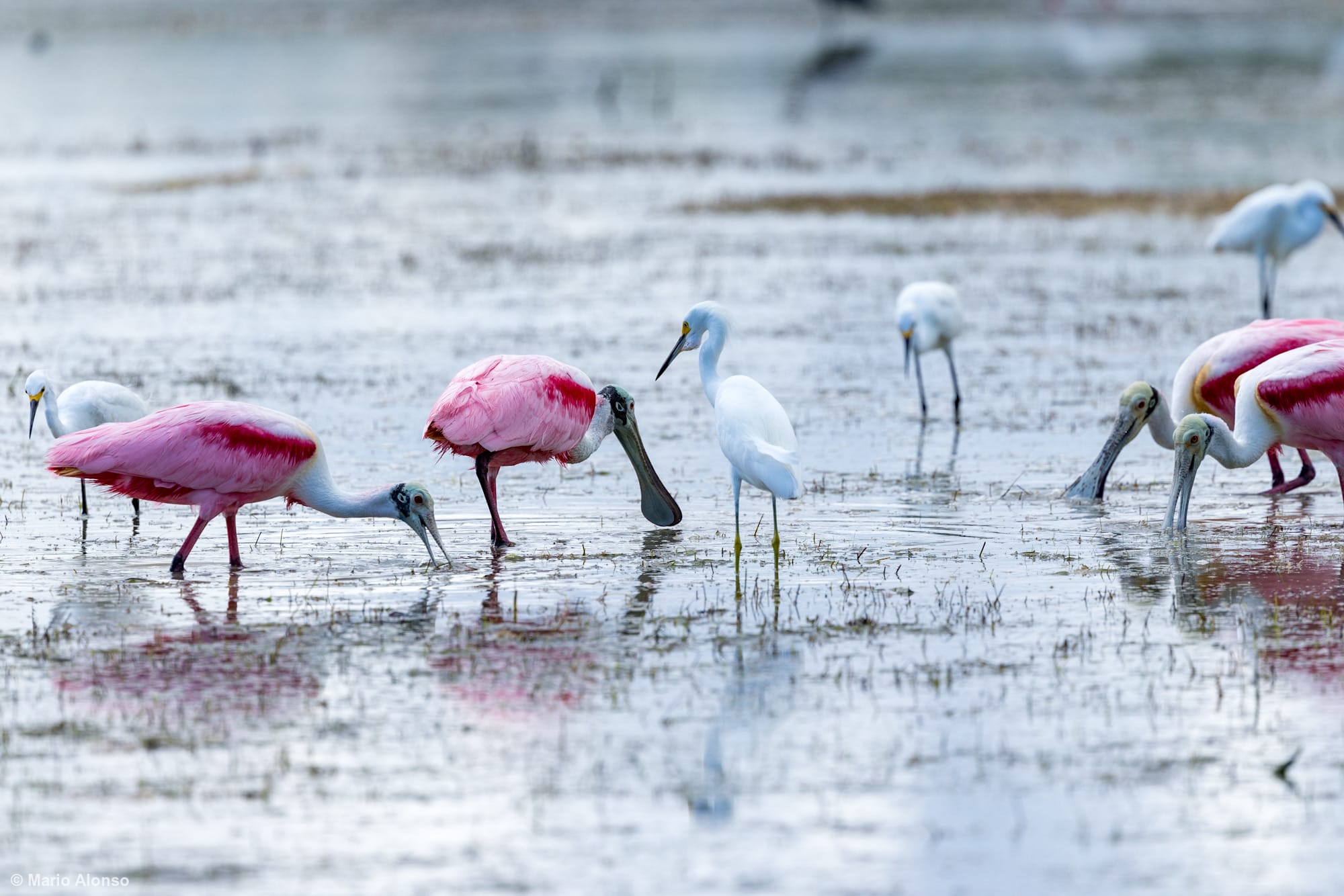 Roseate Spoonbill & Snowy Egret