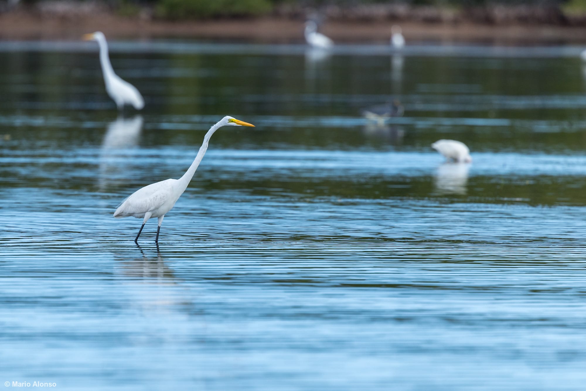 Great Egret