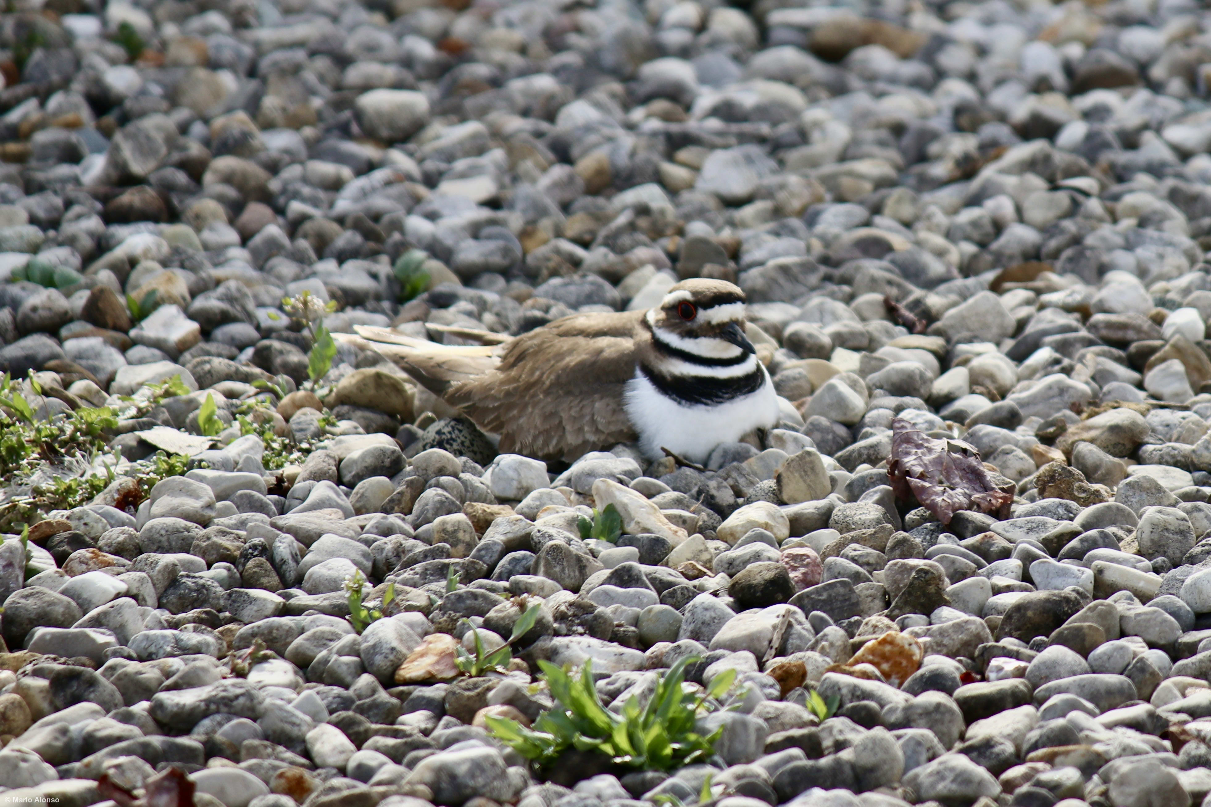 Killdeer incubating eggs