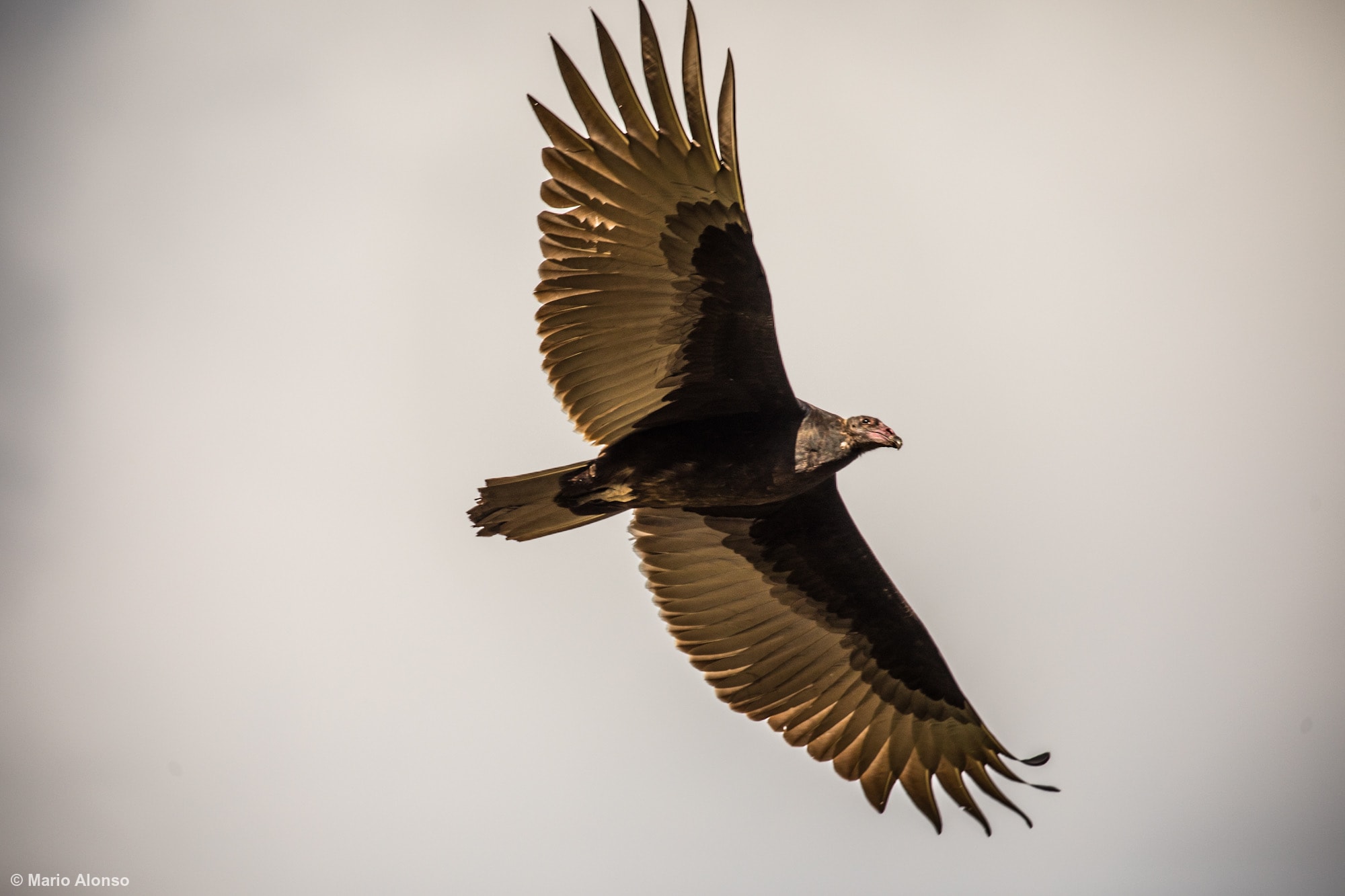 Turkey Vulture soaring