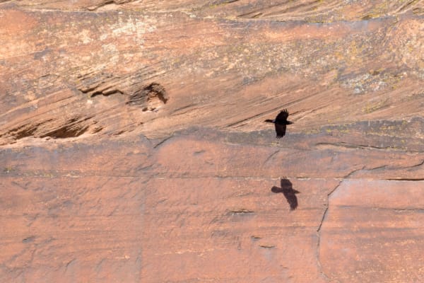 Turkey vulture