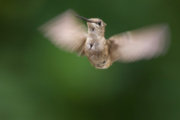 Ruby-throated Hummingbird in Flight