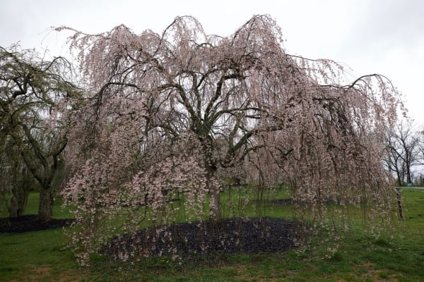 Cincinnati Cherry Blossoms