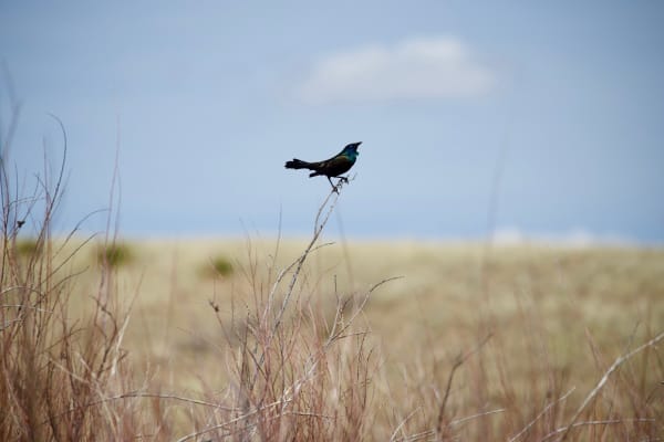 Common grackle