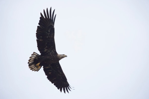 Bald Eagle Flying overhead