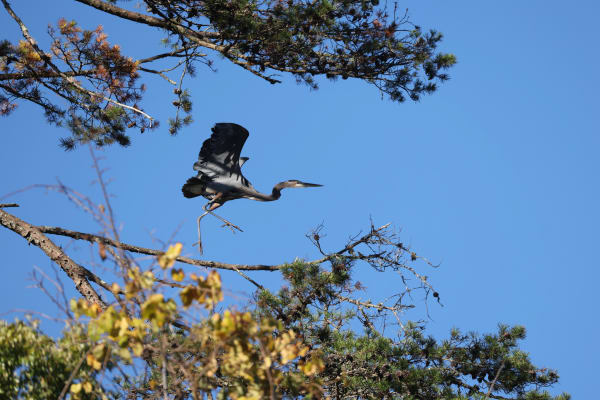 Great Blue Heron Taking Flight