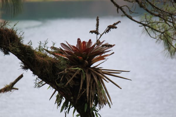 Bromeliad