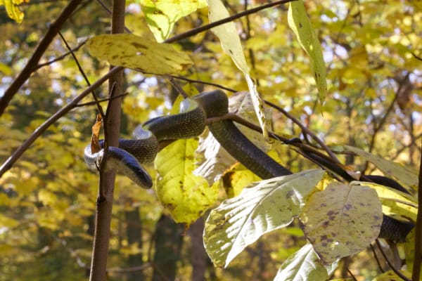 Black Rat Snake on the Trail
