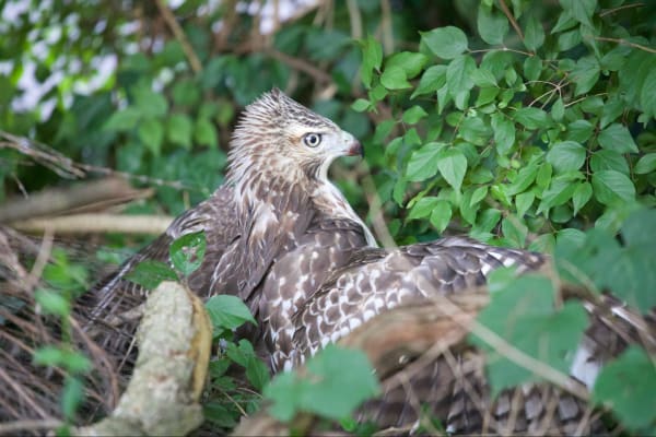 Red-tailed hawk Standing