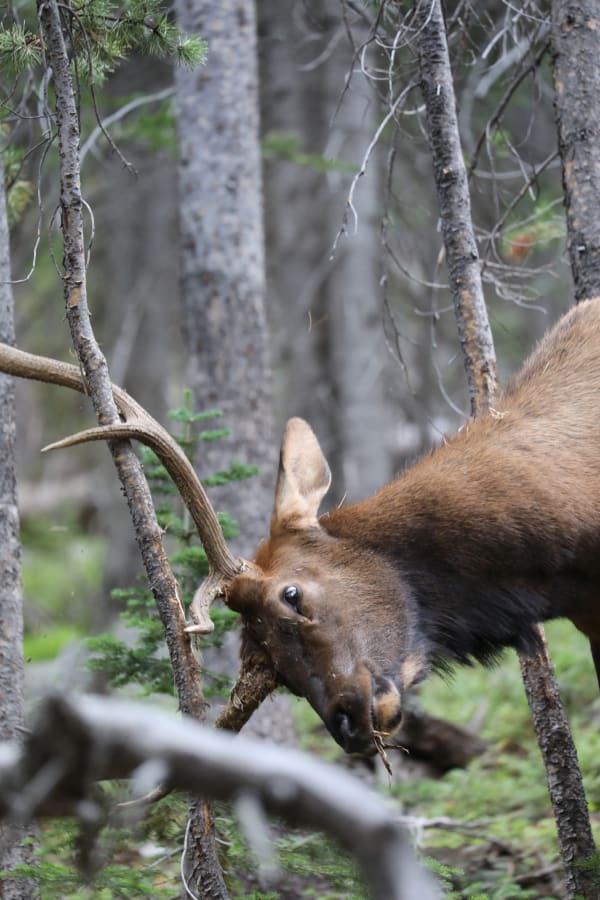Elk or Wapiti