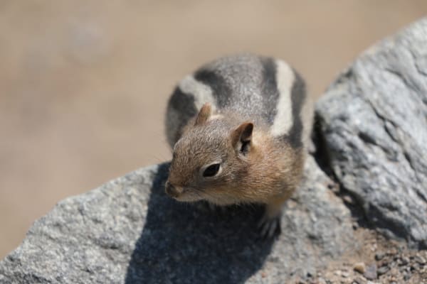 Least Chipmunk