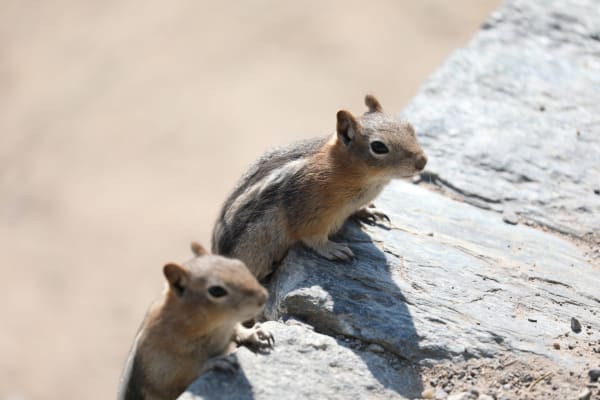 Least Chipmunk 2
