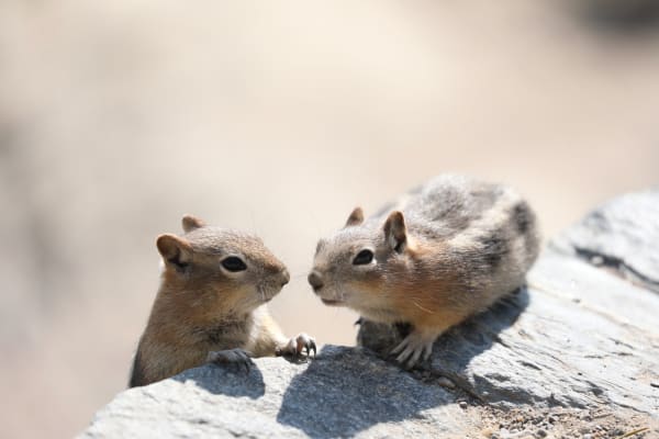 Least Chipmunk 3