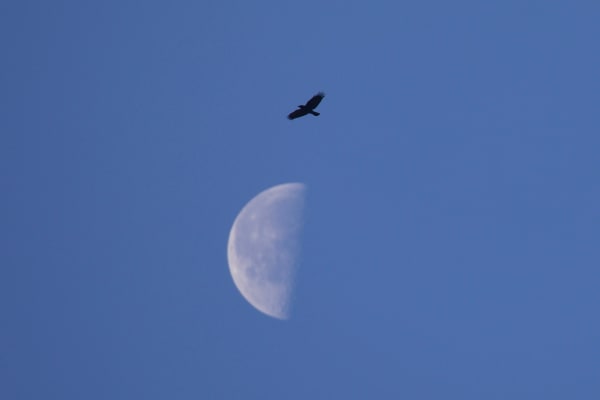 American crow in Flight