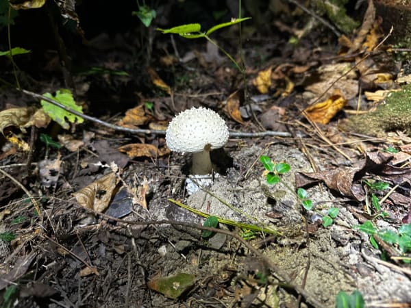 False Parasol
